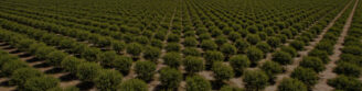 farmland